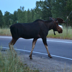 Meet your Posher, Tom